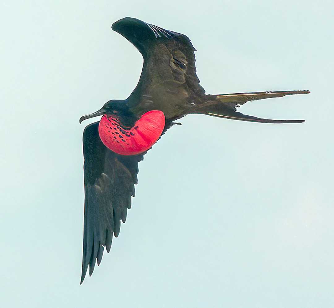 image Great Frigatebird